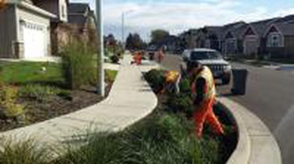 volunteers weeding rain garden